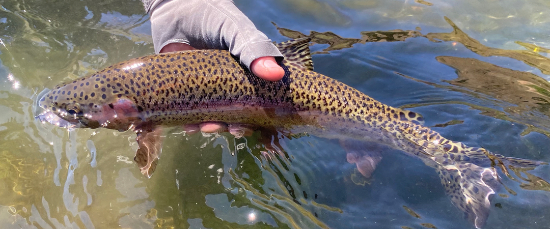 Deschutes River Fly fishing Trips for Trout.