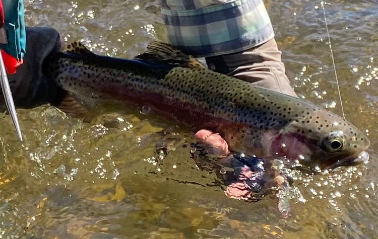 Deschutes River trout fishing trips.