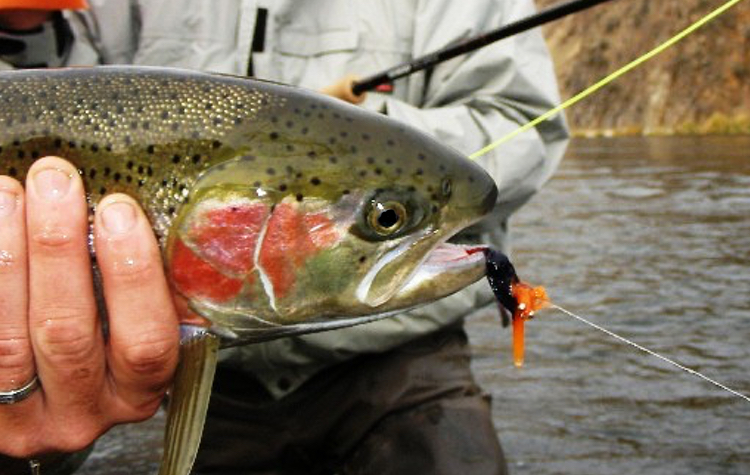 Deschutes River Steelhead Fishing Trips