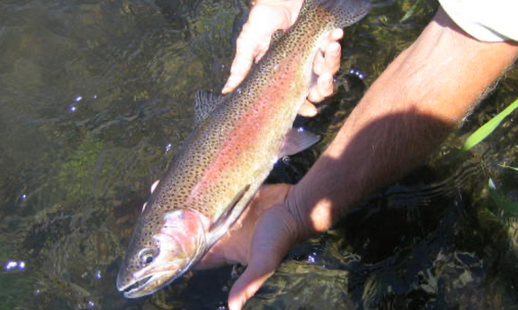Deschutes River trout fishing on the fly.