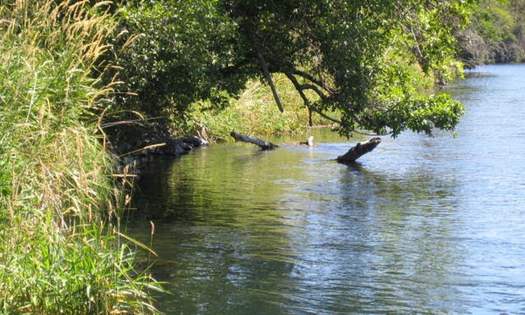 Deschutes Fly Fishing Tips for trout.