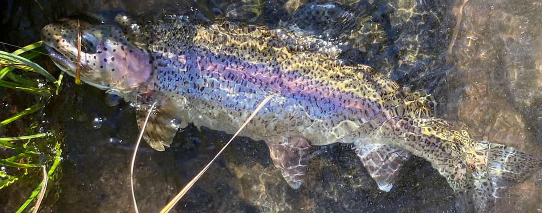 Deschutes River Fly Fishing Guides-Trout