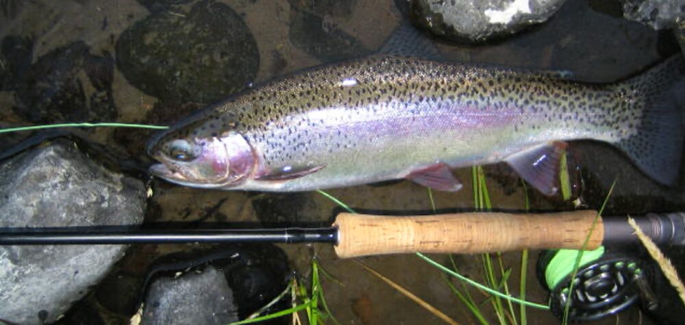 Top 20 Salmonflies for the Deschutes River