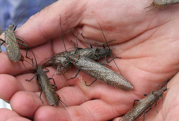 Salmon Fly Hatch Deschutes